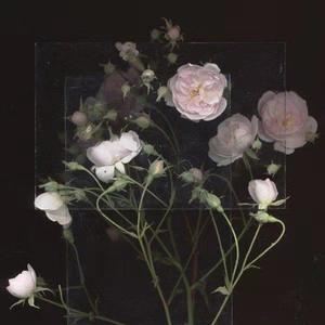 欧美精品丰满强奸xxxx
